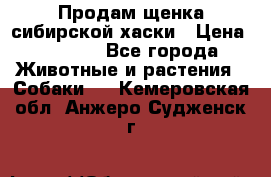 Продам щенка сибирской хаски › Цена ­ 8 000 - Все города Животные и растения » Собаки   . Кемеровская обл.,Анжеро-Судженск г.